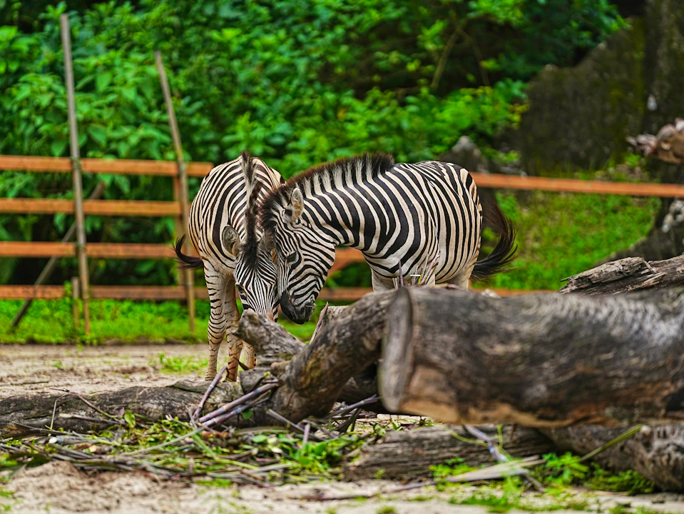 Lost World Of Tambun Tickets, Ipoh Ticket